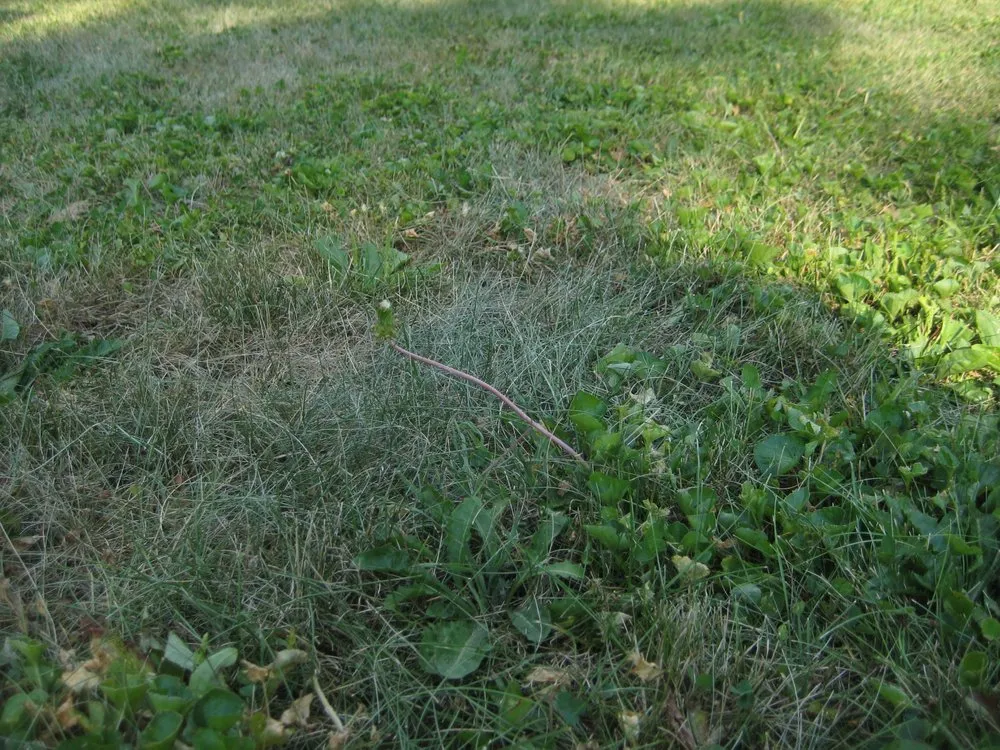 Custom outdoor landscaping for beautiful yards across Indianapolis, IN - Solar Earth Lawn Care