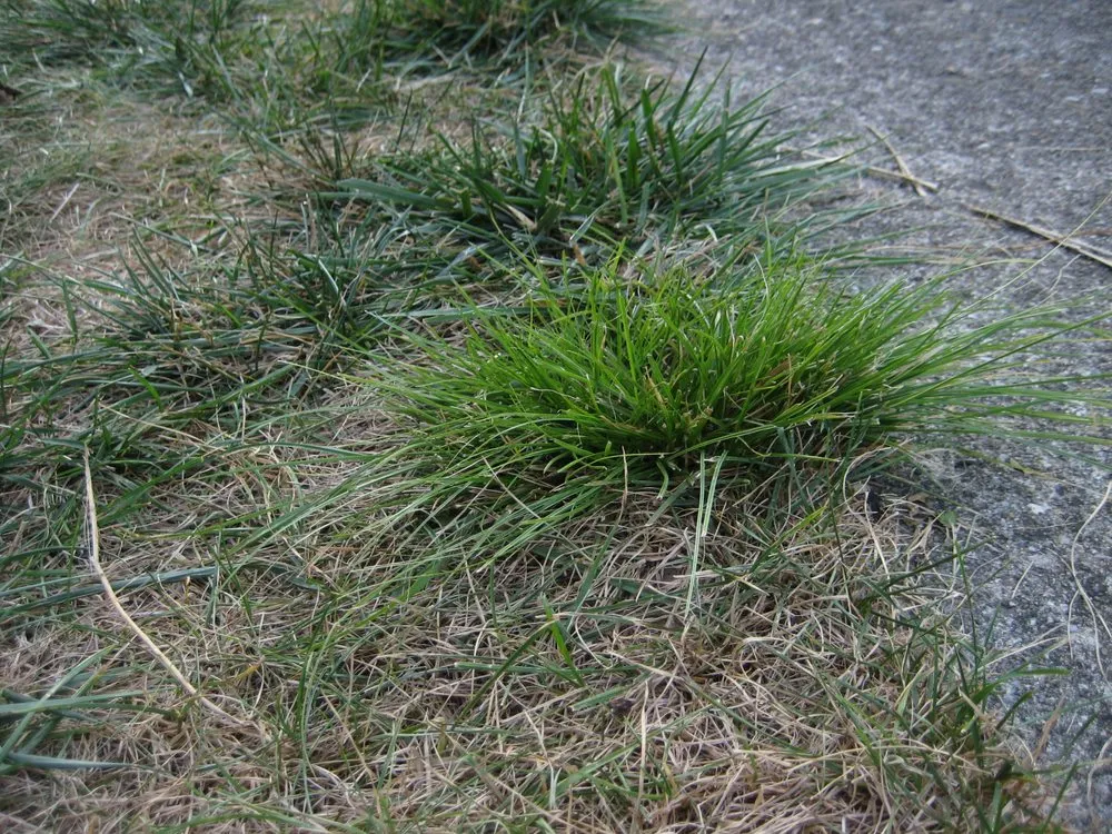 Expert yard cleanup service in Indianapolis, IN by Solar Earth Lawn Care