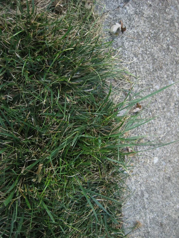 Affordable lawn mowing service in Indianapolis, IN - Solar Earth Lawn Care