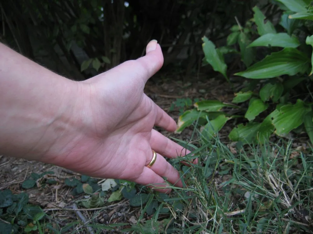 Top-rated yard cleanup service experts serving Indianapolis, IN - Solar Earth Lawn Care