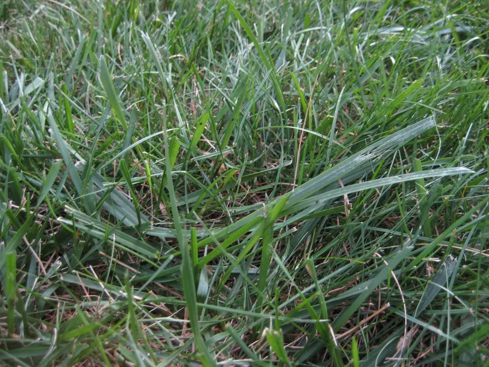 Custom landscaping services in Indianapolis, IN by Solar Earth Lawn Care