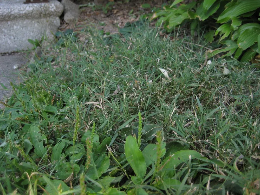 Local lawn mowing service in Indianapolis, IN - Solar Earth Lawn Care