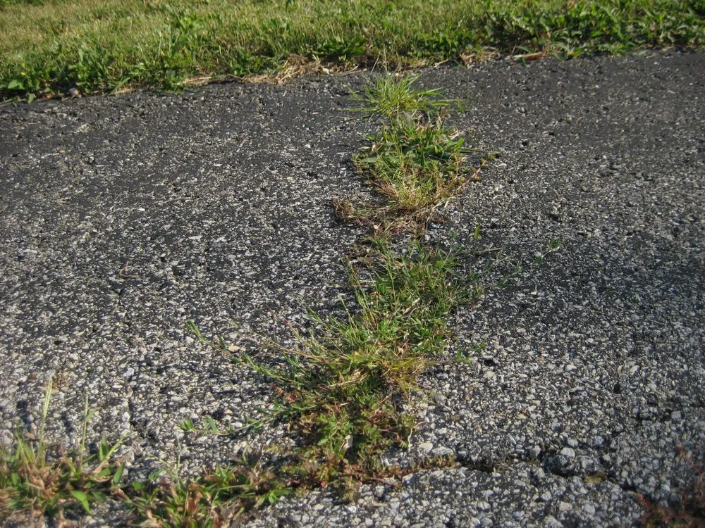 Top-rated lawn care service in Indianapolis, IN by Solar Earth Lawn Care