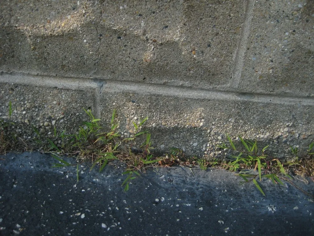 Local yard cleanup service in Indianapolis, IN - Solar Earth Lawn Care