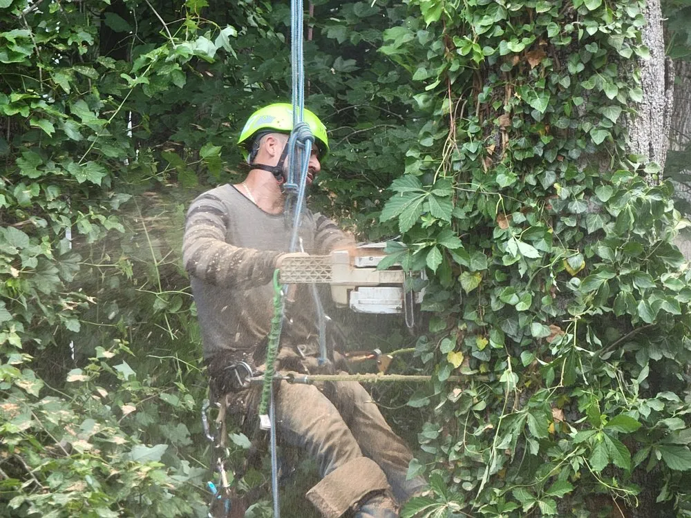 Affordable landscape design near you across McLean, VA - Solar Landscaping & Tree Service - McLean