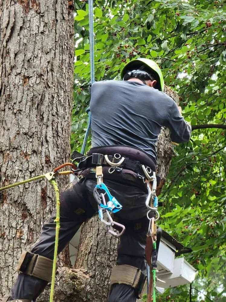 Expert lawn mowing service in McLean, VA by Solar Landscaping & Tree Service - McLean