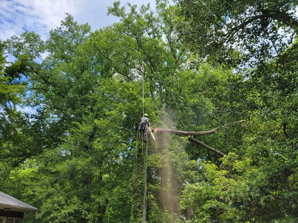 Custom yard maintenance in McLean, VA - Solar Landscaping & Tree Service - McLean