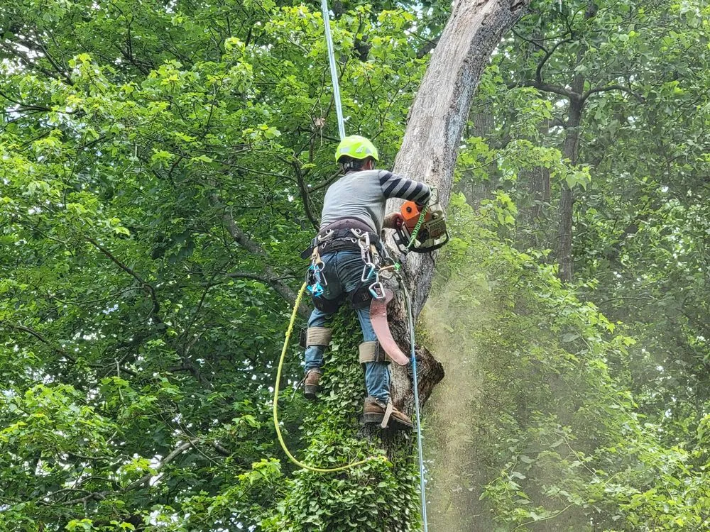 Affordable landscaping services in McLean, VA by Solar Landscaping & Tree Service - McLean