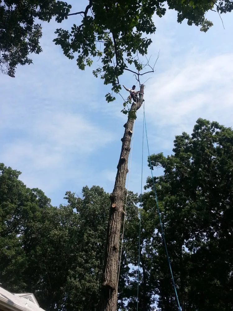 Top-rated yard cleanup service in Bristow, VA by Solar Landscaping & Tree Service