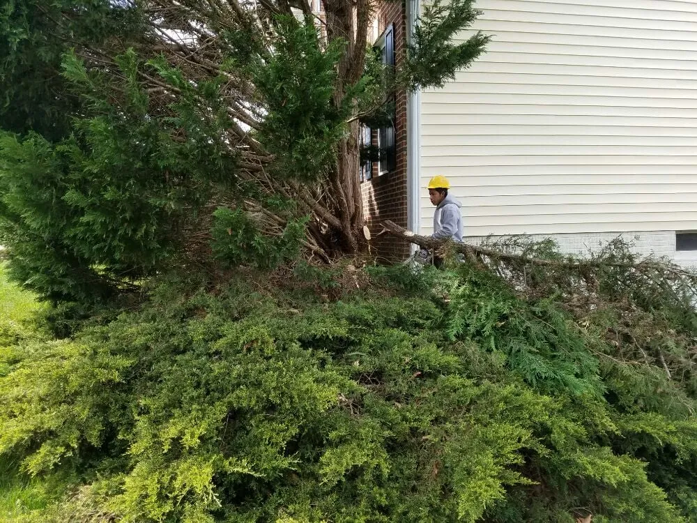 Local yard cleanup service in Bristow, VA - Solar Landscaping & Tree Service