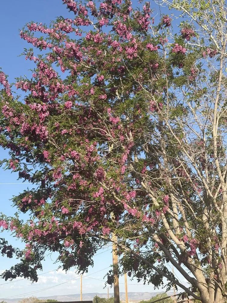 Professional landscape design for residential properties across Albuquerque, NM - Solar Plexus