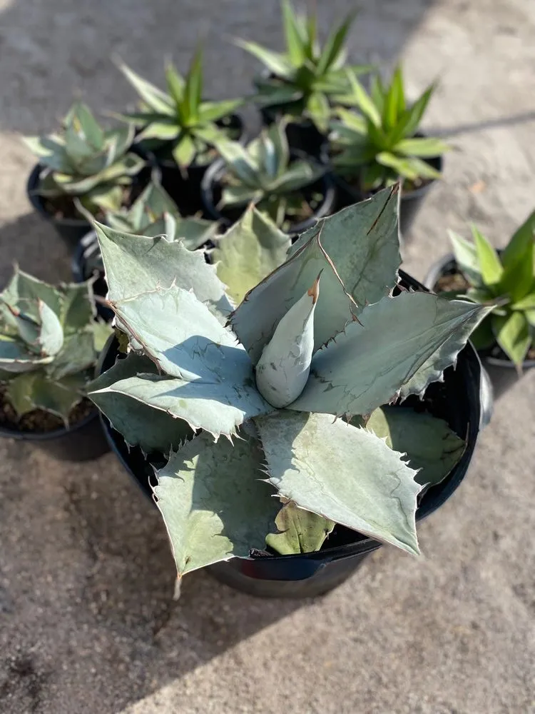 Trusted garden landscaping for outdoor upgrades in Bradenton, FL by Solara Garden Center