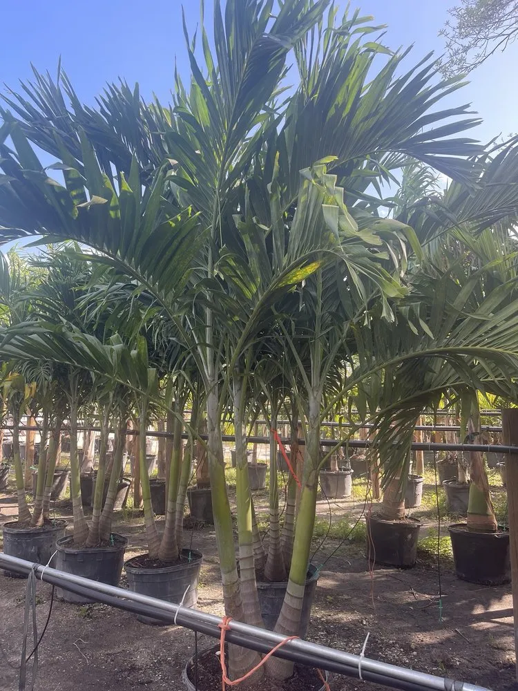 Reliable landscape installation in Bradenton, FL - Solara Garden Center