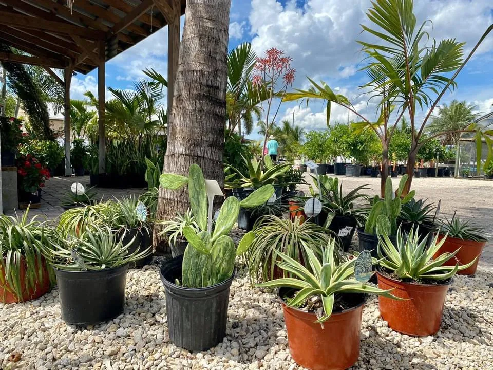 Affordable garden landscaping near you in Bradenton, FL by Solara Garden Center