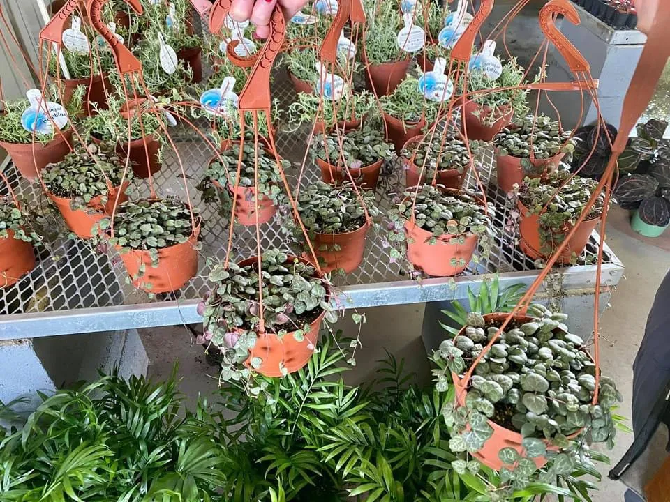 Affordable yard maintenance for outdoor upgrades in Bradenton, FL by Solara Garden Center