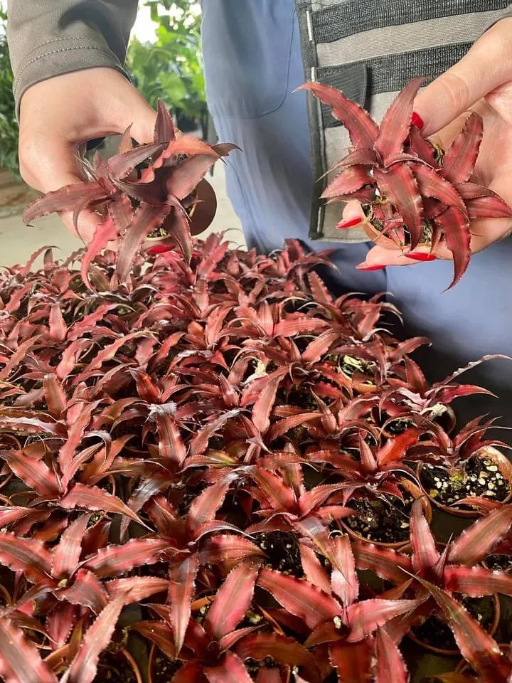 Custom outdoor landscaping in Bradenton, FL - Solara Garden Center