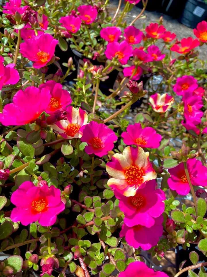 Professional yard cleanup service for outdoor upgrades in Bradenton, FL by Solara Garden Center