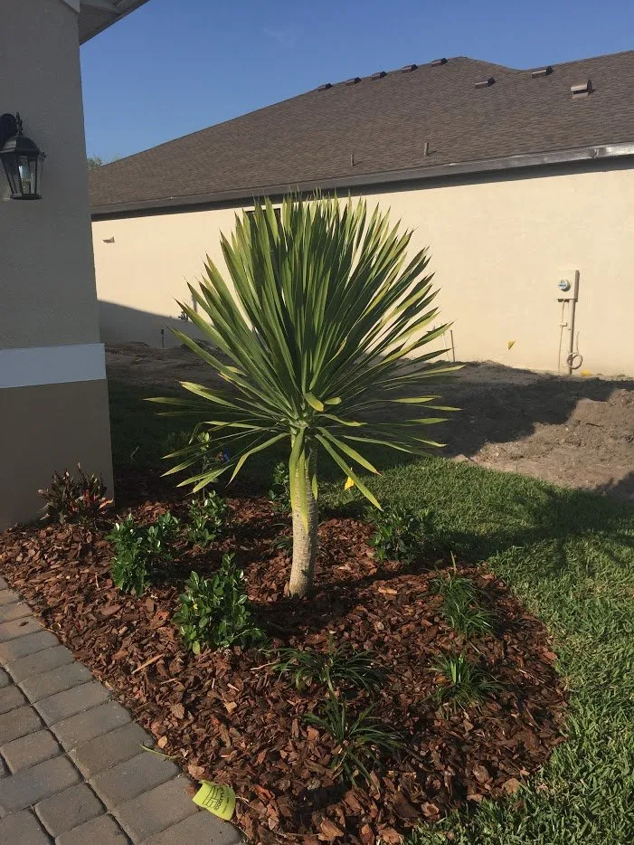 Expert lawn mowing service experts serving Bradenton, FL - Solara Garden Center