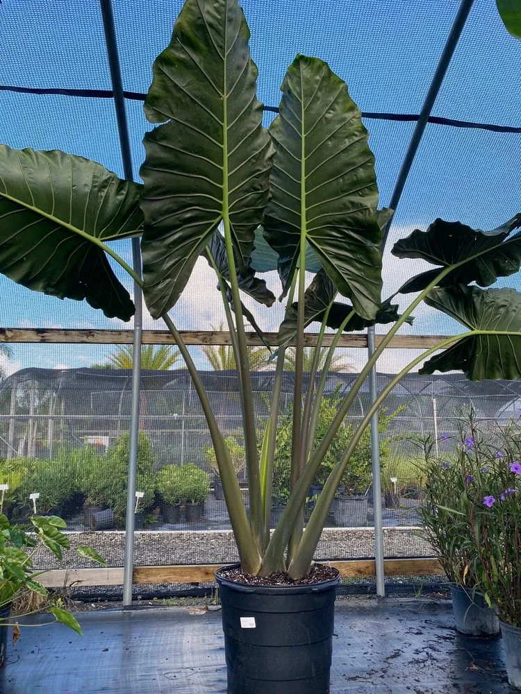 Reliable yard cleanup service in Bradenton, FL by Solara Garden Center