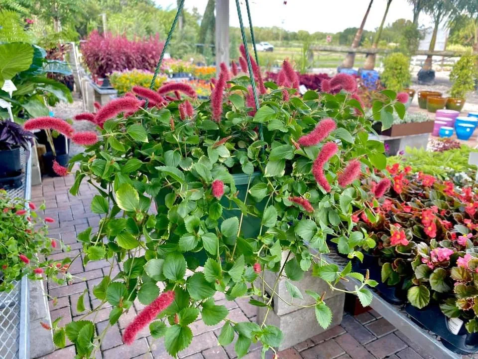 Affordable yard maintenance experts serving Bradenton, FL - Solara Garden Center