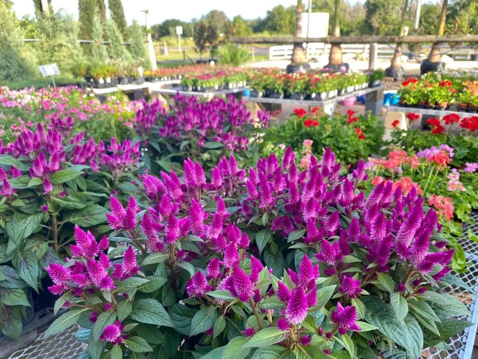 Trusted residential landscaping in Bradenton, FL - Solara Garden Center