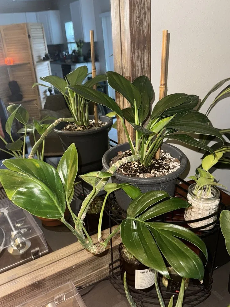 Expert landscape installation in Bradenton, FL - Solara Garden Center