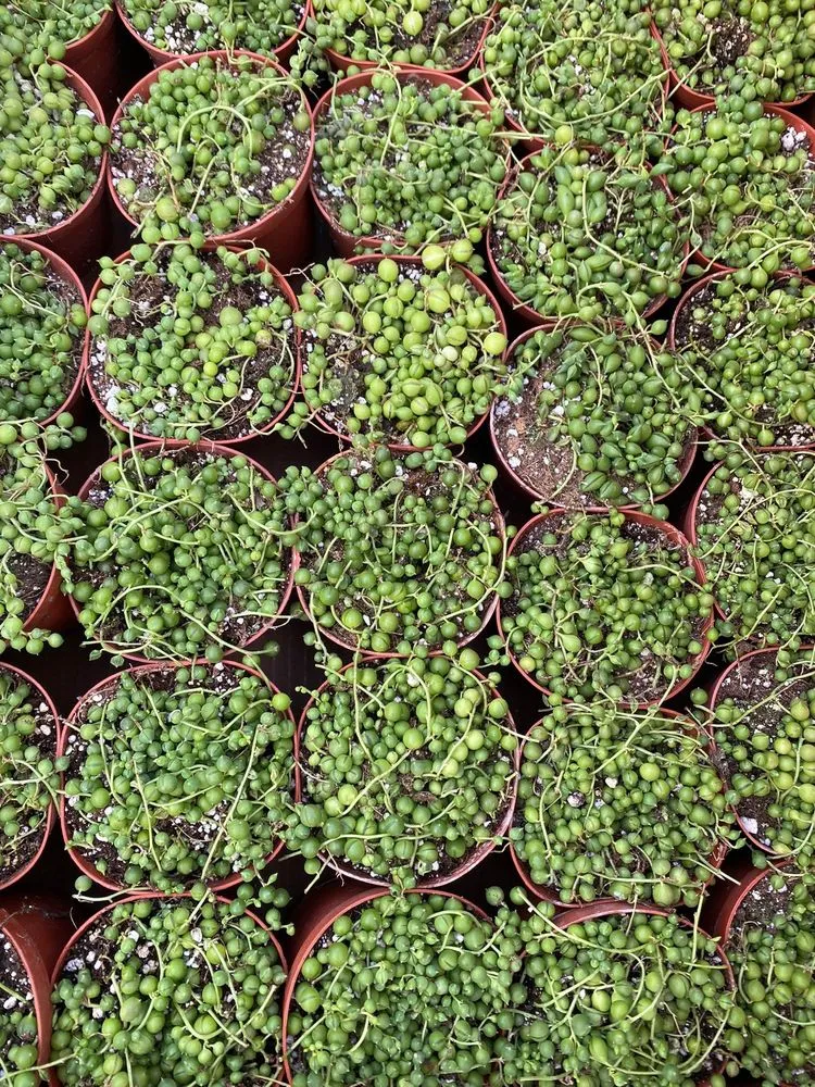 Professional yard maintenance in Bradenton, FL by Solara Garden Center