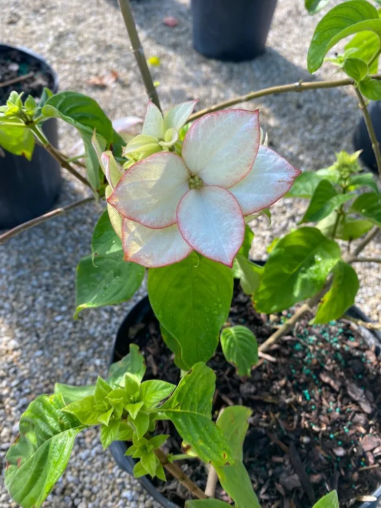 Reliable lawn care service with custom design in Bradenton, FL by Solara Garden Center