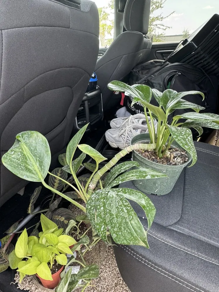 Expert outdoor landscaping experts serving Bradenton, FL - Solara Garden Center