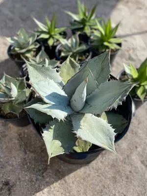 Solara Garden Center