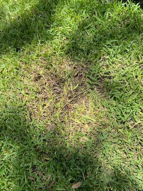 Custom yard maintenance in Pinellas Park, FL - Solaras Landscape