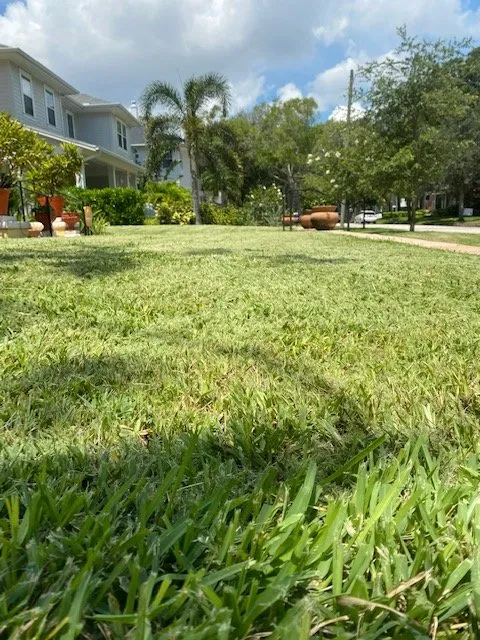 Reliable yard maintenance in Pinellas Park, FL by Solaras Landscape