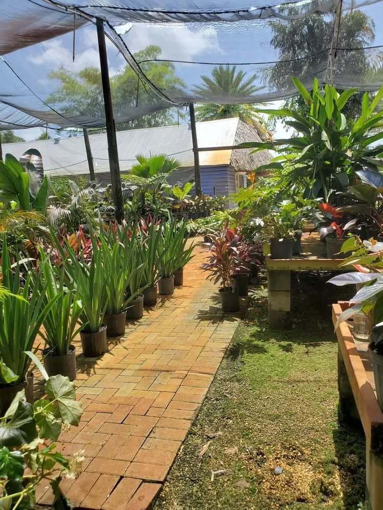 Professional yard cleanup service for beautiful yards in Fort Lauderdale, FL by Solaris Garden