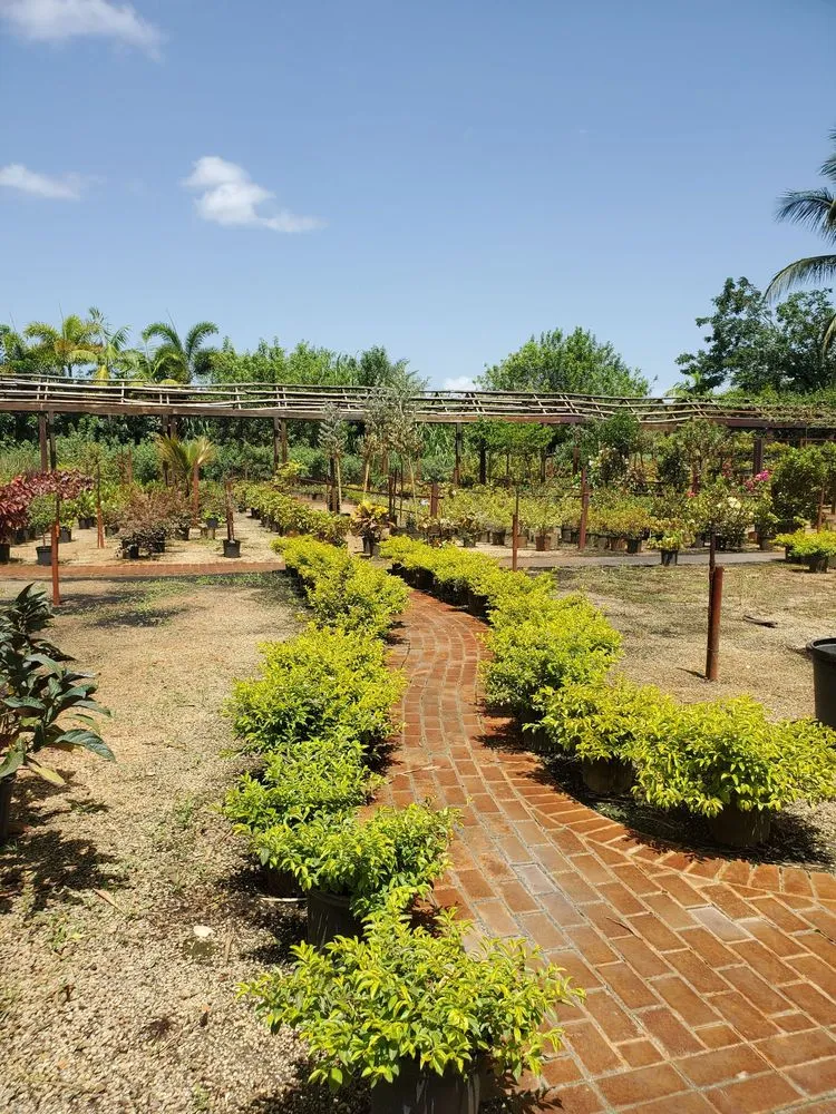 Custom yard maintenance experts serving Fort Lauderdale, FL - Solaris Garden