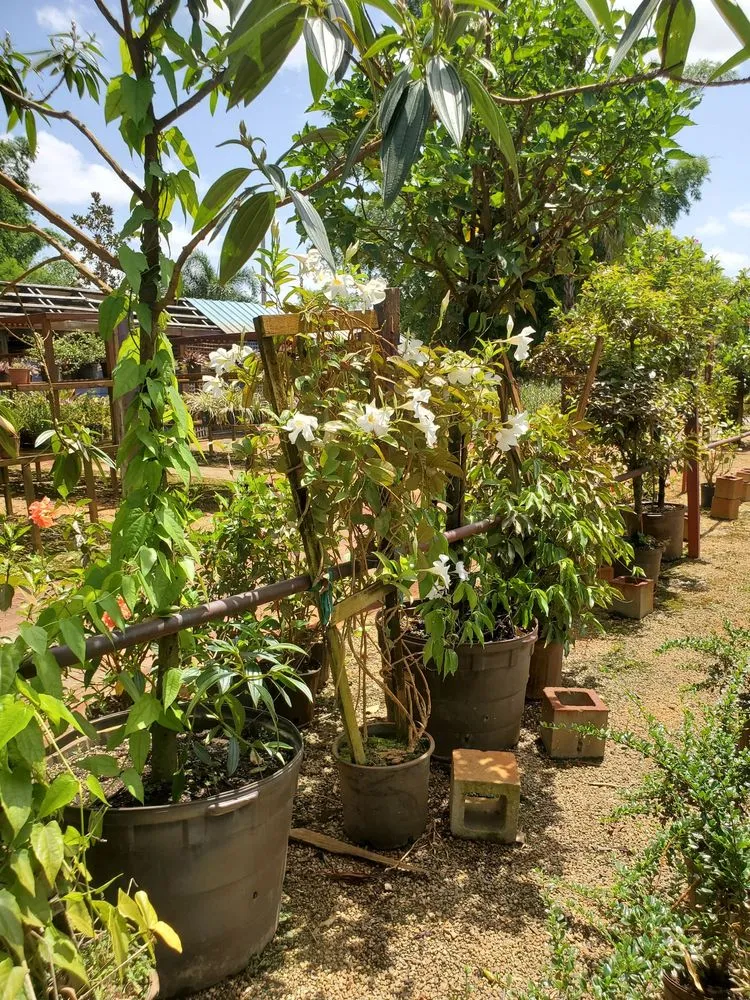 Custom yard maintenance experts serving Fort Lauderdale, FL - Solaris Garden