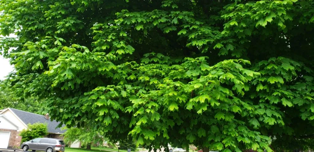 Top-rated outdoor landscaping experts serving Newburgh, IN - Soldier Lawn & Tree