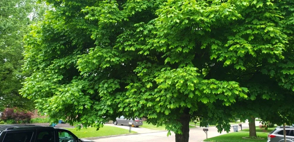 Custom landscape design for beautiful yards in Newburgh, IN by Soldier Lawn & Tree