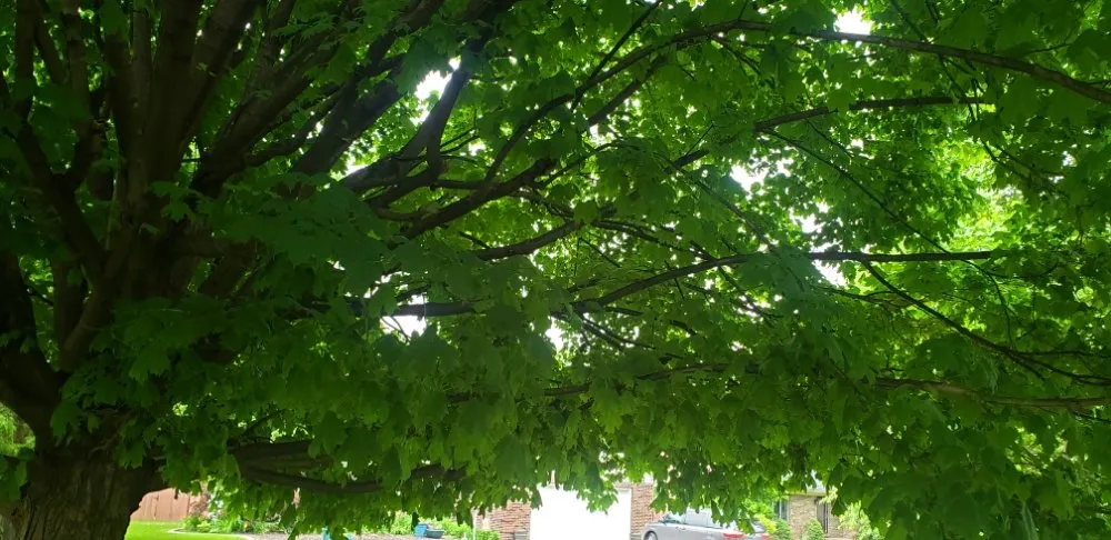 Local yard maintenance experts serving Newburgh, IN - Soldier Lawn & Tree