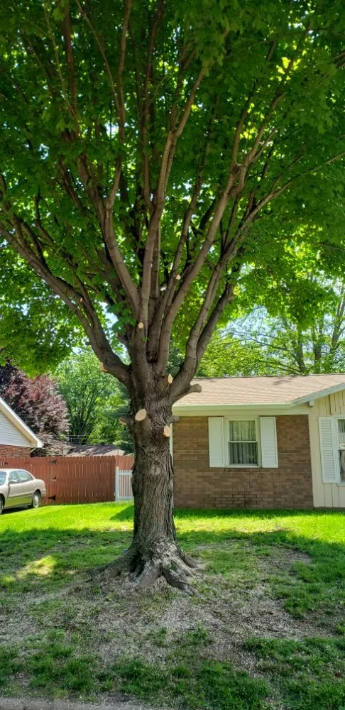 Reliable lawn care service for homes in Newburgh, IN by Soldier Lawn & Tree