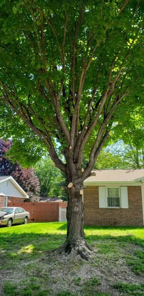 Custom landscaping services near you in Newburgh, IN by Soldier Lawn & Tree