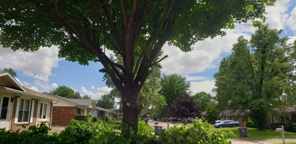 Expert lawn care service in Newburgh, IN by Soldier Lawn & Tree