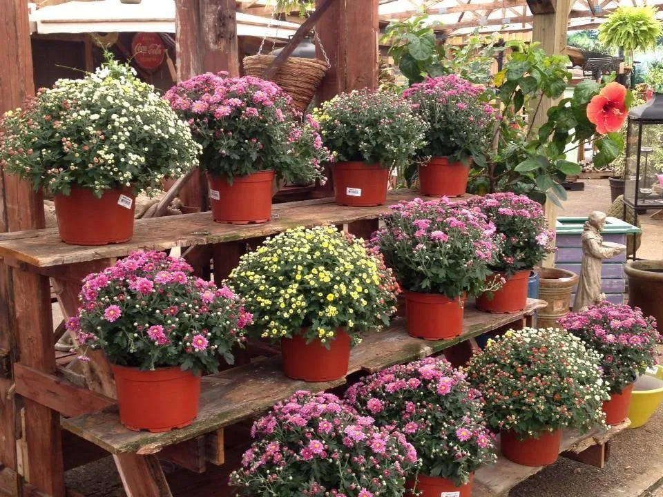 Expert lawn care service experts serving Union City, TN - Soleil Garden Center