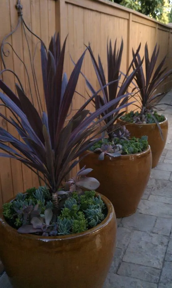 Custom yard maintenance for year-round maintenance across Huntington Beach, CA - Solena Landscape