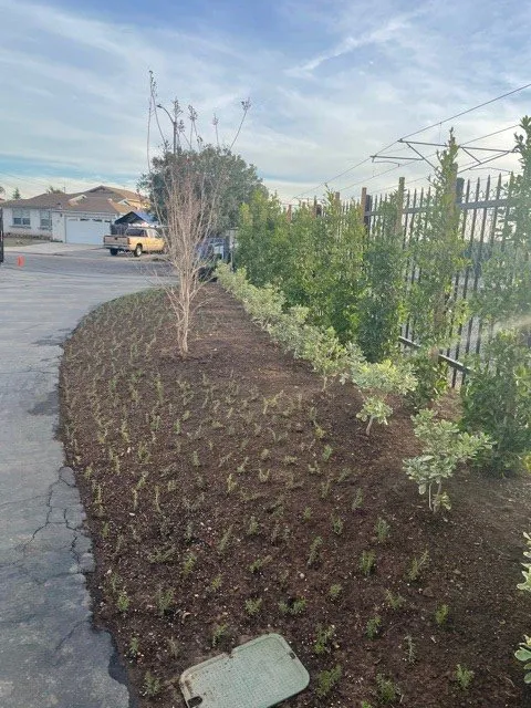 Reliable yard cleanup service with custom design in Huntington Beach, CA by Solena Landscape