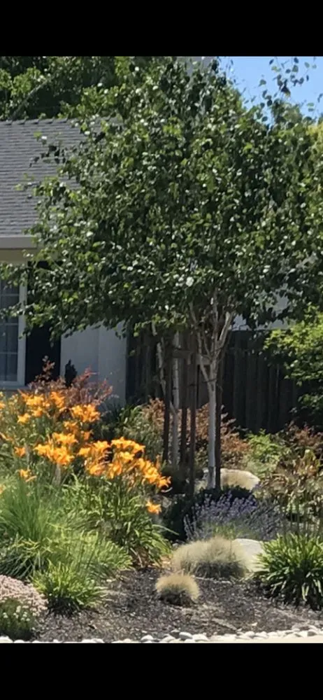 Custom yard maintenance in Pleasanton, CA - Solero Landscapings