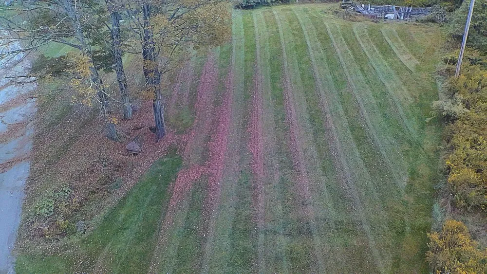 Local yard maintenance experts serving Susquehanna, PA - Solid Ground Property Resolution’s