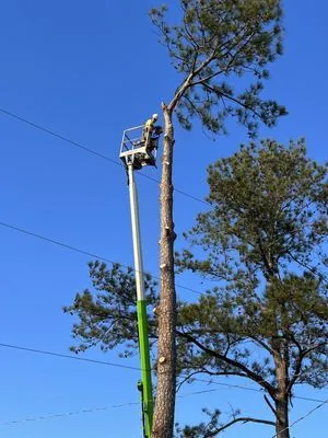 Solid Ground Tree & Property Services