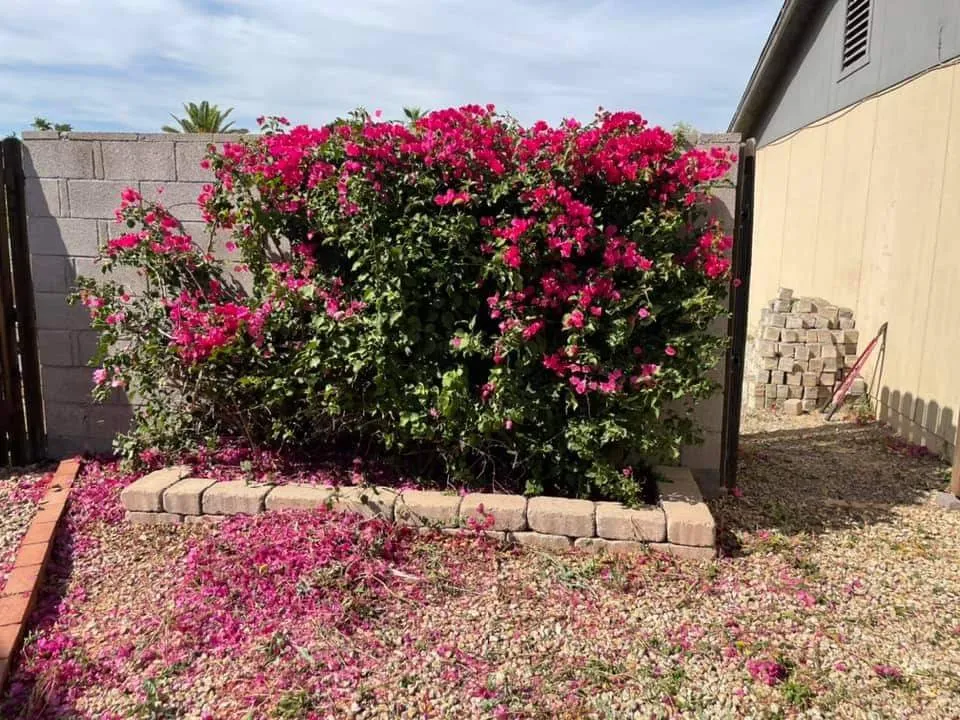 Top-rated yard cleanup service near you in Phoenix, AZ by Solid Lawn Care