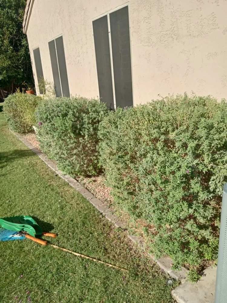 Professional yard maintenance in Phoenix, AZ by Solid Lawn Care