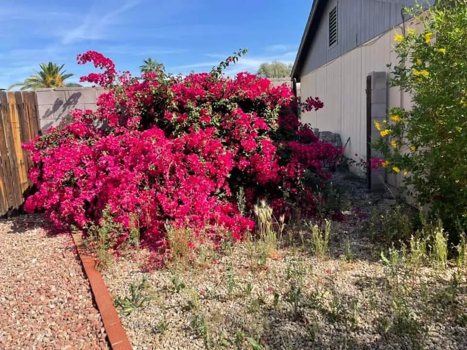 Custom landscaping services experts serving Phoenix, AZ - Solid Lawn Care